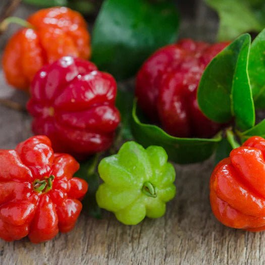 Brazil Cherry - Ladybird Nursery