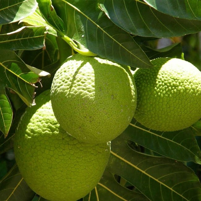 Breadfruit - Ladybird Nursery