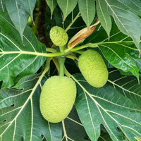Breadfruit - Ladybird Nursery