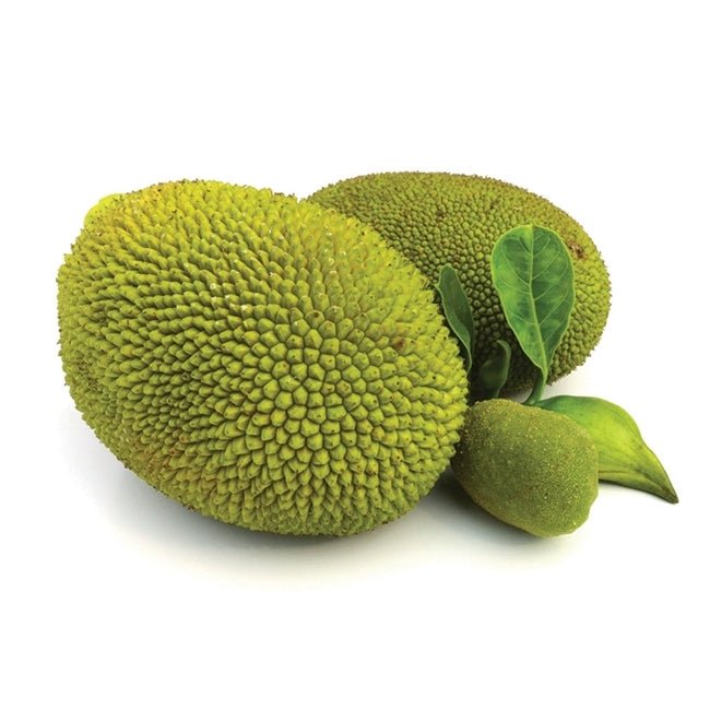 Breadfruit - Ladybird Nursery