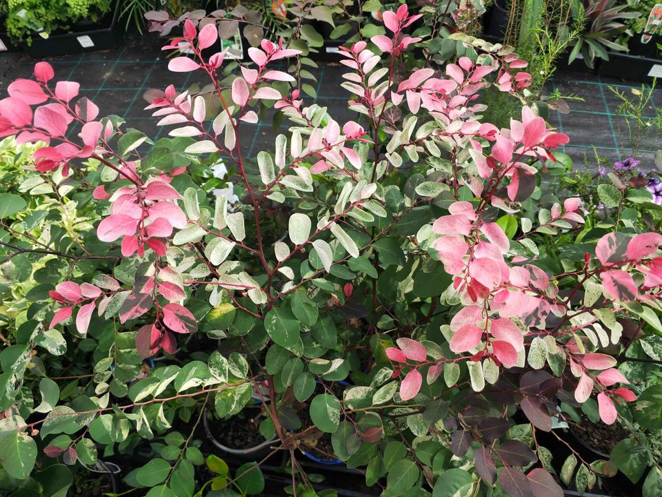 Breynia Nivosa Rosea