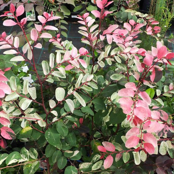 Breynia Nivosa Rosea Plant – Buy Now! – Ladybird Nursery