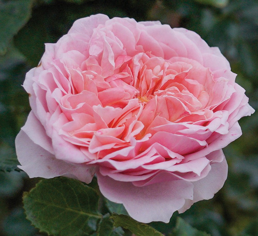 Rose 'Bridal Bouquet' (Rosa)