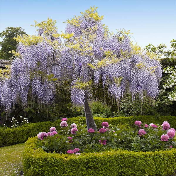 Japanese Wisteria Select Form (Wisteria floribunda)