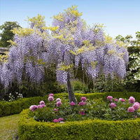 Japanese Wisteria Select Form (Wisteria floribunda)