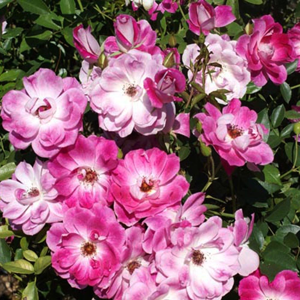 Rose Brilliant Pink Iceberg Standards (Rosa) - Ladybird Nursery