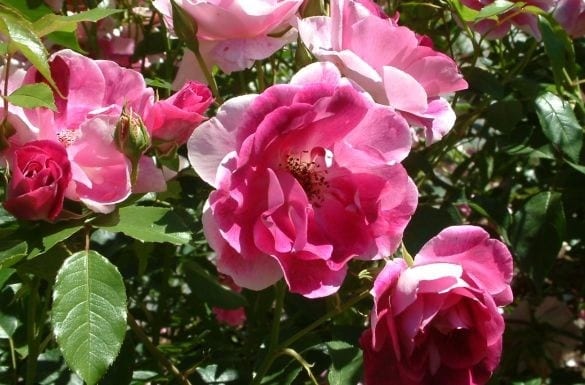 Rose Blushing Pink Iceberg Standards (Rosa)