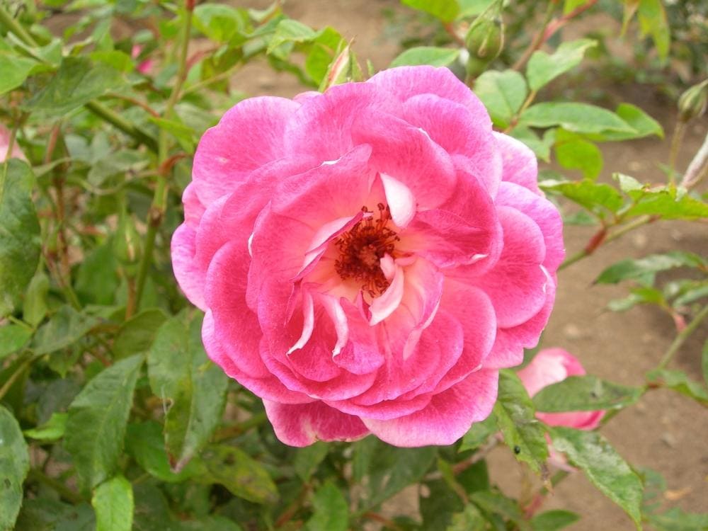 Rose Brilliant Pink Iceberg Standards (Rosa) - Ladybird Nursery
