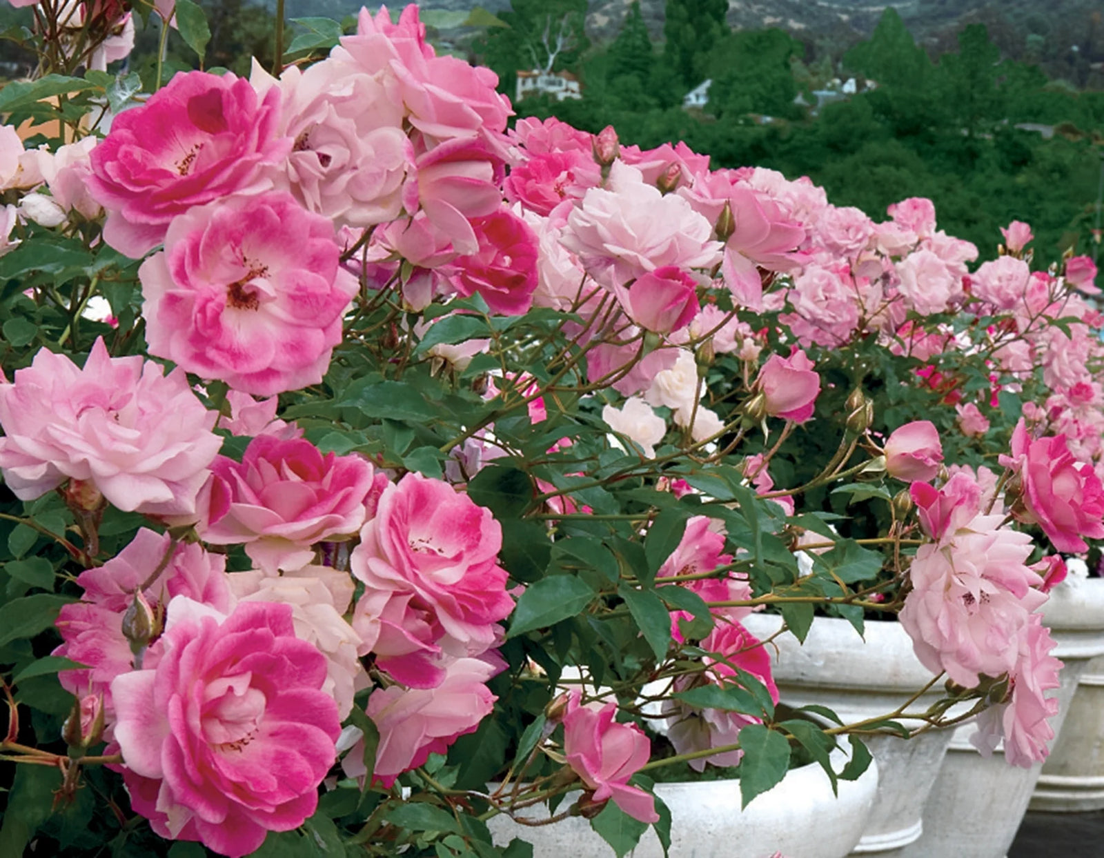 Rose Iceberg Standards (Rosa) - Ladybird Nursery