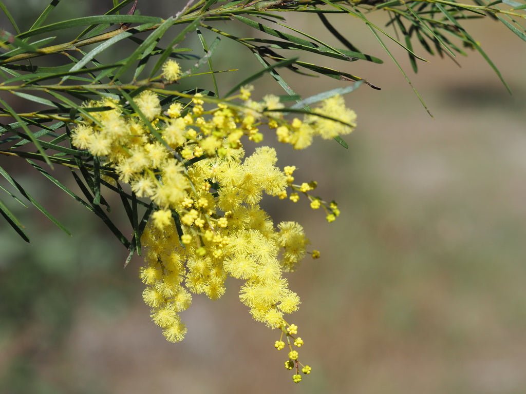 Brisbane Golden Wattle (Acacia fimbriata) - Ladybird Nursery