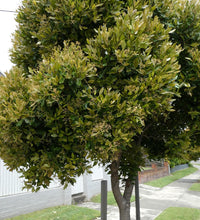 Broad-leaved Lilly Pilly (Acmena hemilampra)