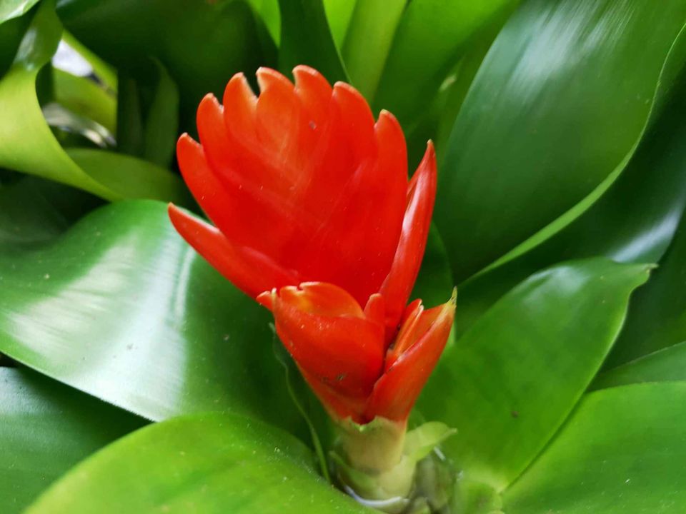 Bromelaids in little pots - Ladybird Nursery