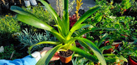 Bromelaids in little pots