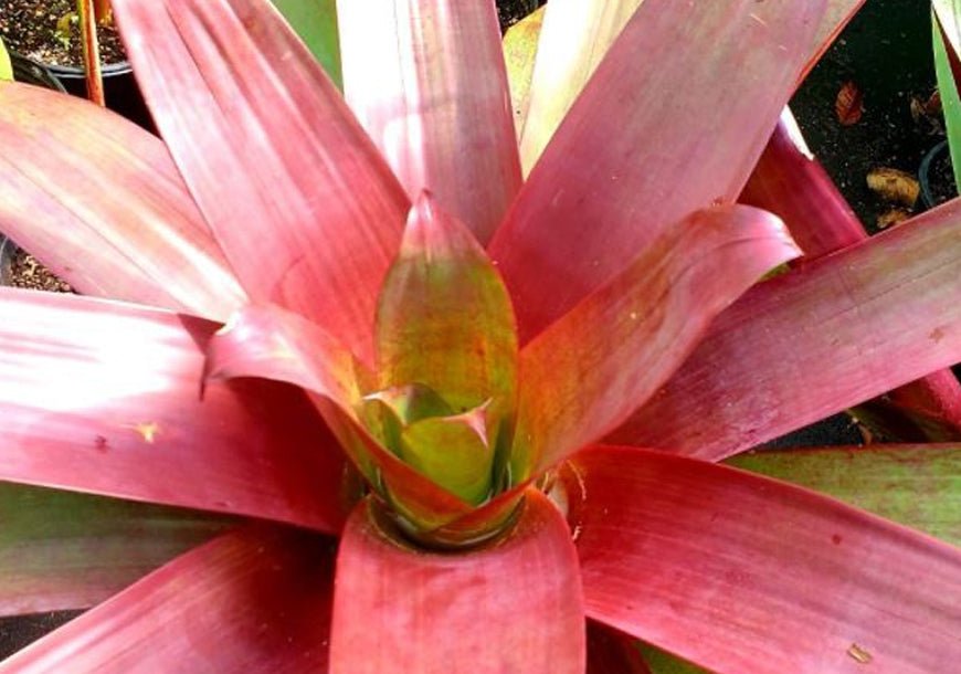 Wine - coloured Bromeliad (Alcantarea vinicolor) - Ladybird Nursery
