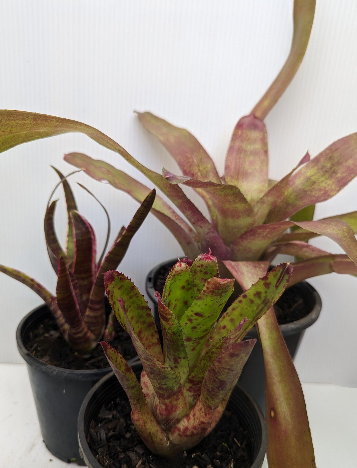 Bromeliad Assorted (Bromeliad spp.)