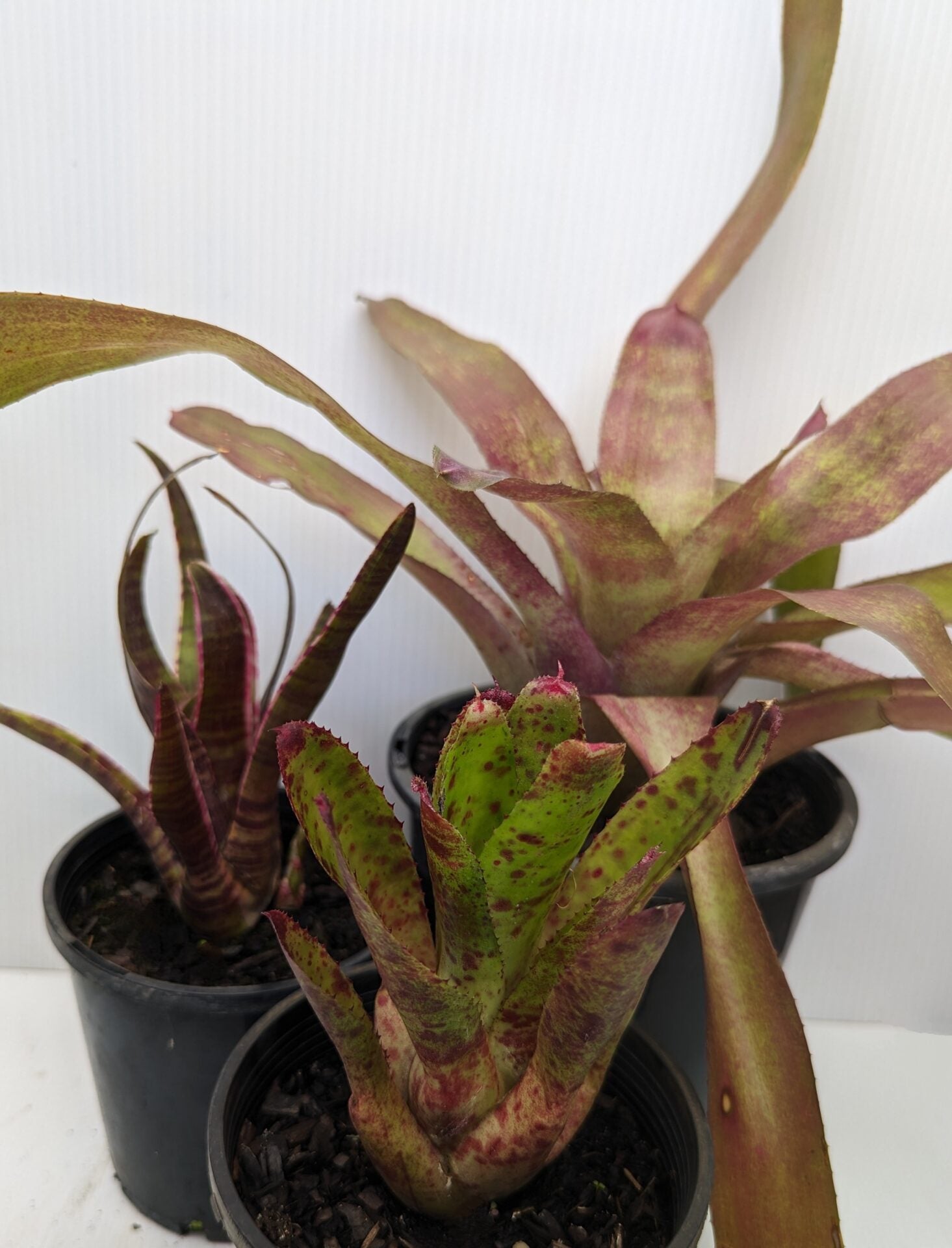 Bromeliad Assorted (Bromeliad spp.)