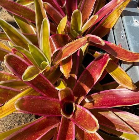 Bromeliad (Neoregelia compacta) - Ladybird Nursery