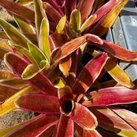 Bromeliad (Neoregelia compacta) - Ladybird Nursery