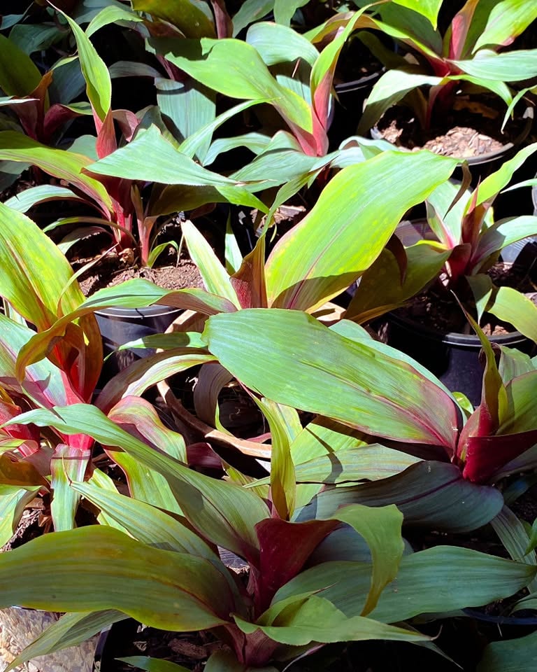 Bromeliad Red Pitcairnia (Pitcairnia sanguinea) - Ladybird Nursery