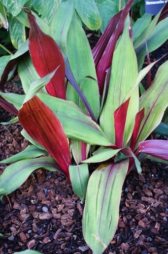 Bromeliad Red Pitcairnia (Pitcairnia sanguinea) - Ladybird Nursery