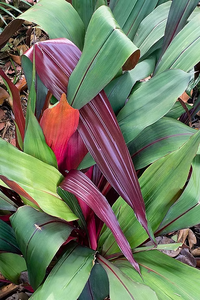 Bromeliad Red Pitcairnia (Pitcairnia sanguinea)