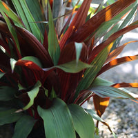 Bromeliad Red Pitcairnia (Pitcairnia sanguinea) - Ladybird Nursery