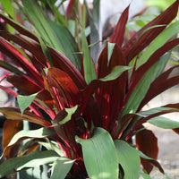Bromeliad Red Pitcairnia (Pitcairnia sanguinea) - Ladybird Nursery