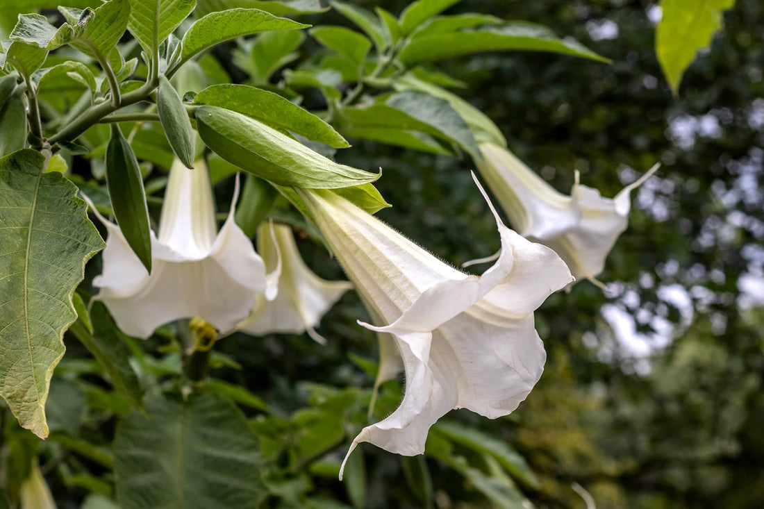Angels Trumpet candida Double White (Brugmansia x) - Ladybird Nursery