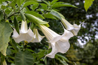 Angels Trumpet candida Double White (Brugmansia x)