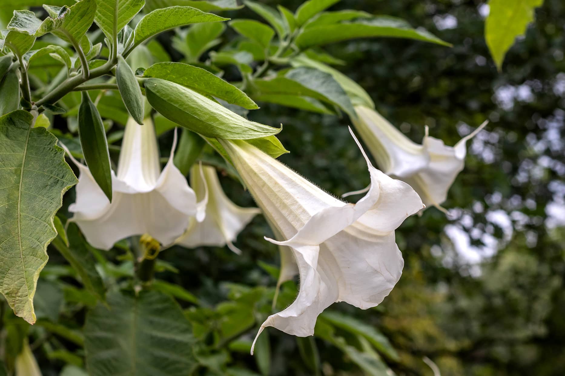 Angels Trumpet candida Double White (Brugmansia x) - Ladybird Nursery