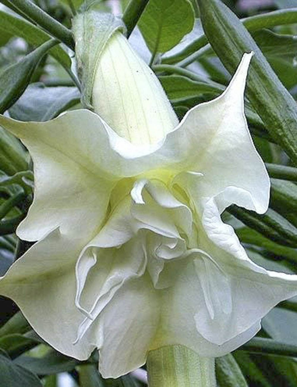 Angels Trumpet candida Double White (Brugmansia x) - Ladybird Nursery