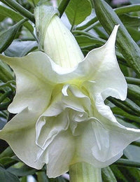 Angels Trumpet candida Double White (Brugmansia x)