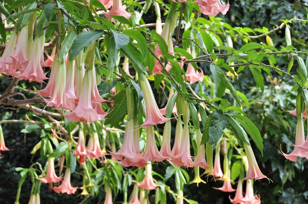 Angels Trumpet candida Frilly Pink (Brugmansia x)