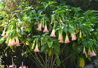 Angels Trumpet candida Frilly Pink (Brugmansia x)