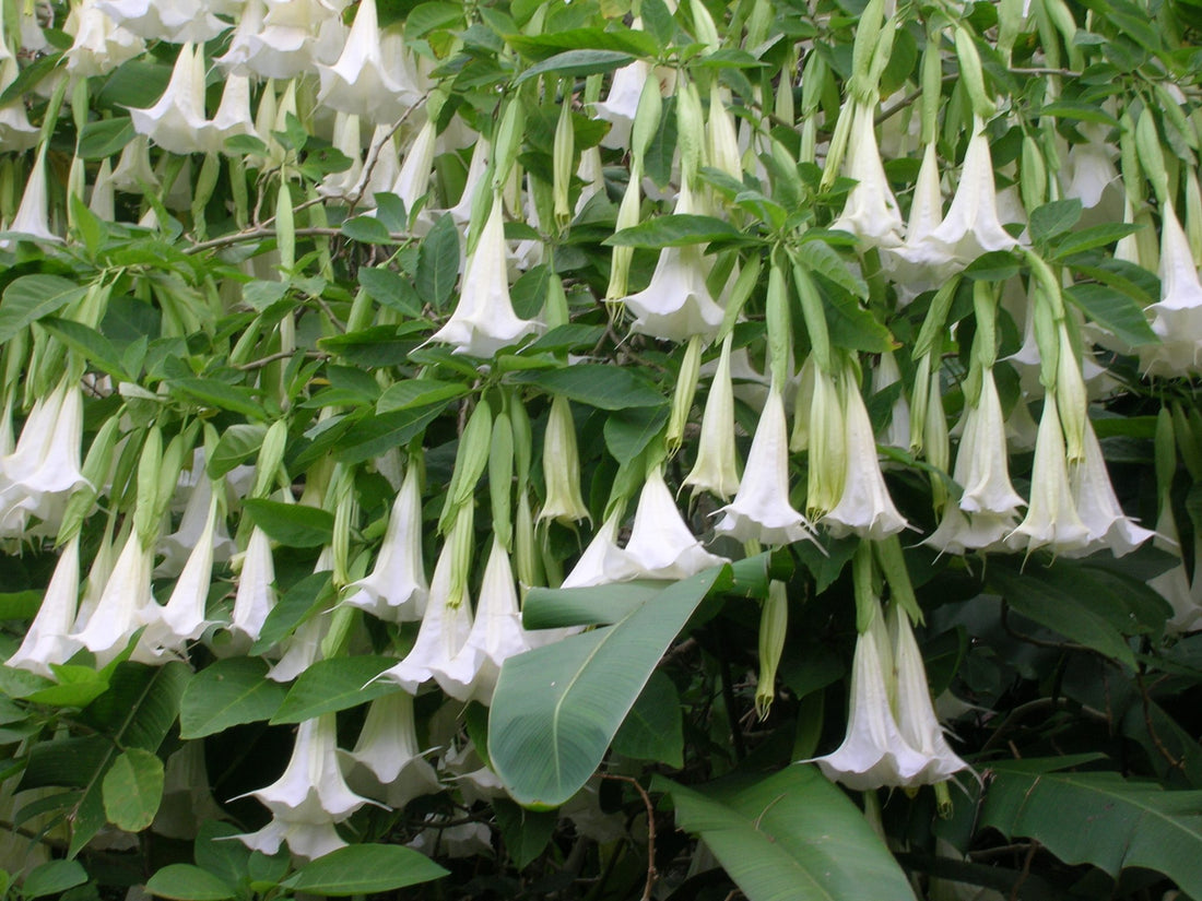 Angels Trumpet candida Double White (Brugmansia x) - Ladybird Nursery
