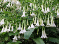 Angels Trumpet candida Double White (Brugmansia x)