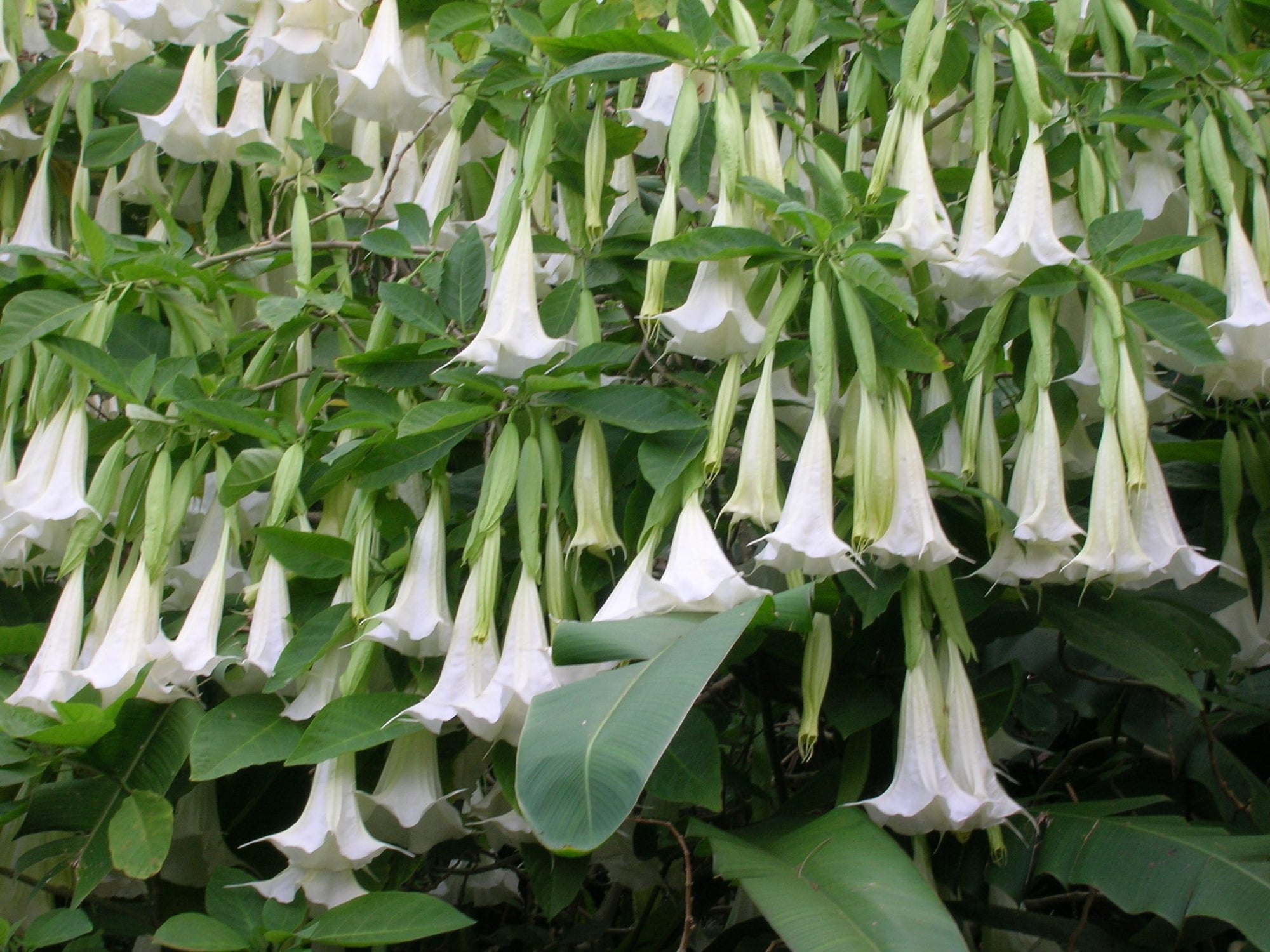 Angels Trumpet candida Double White (Brugmansia x) - Ladybird Nursery