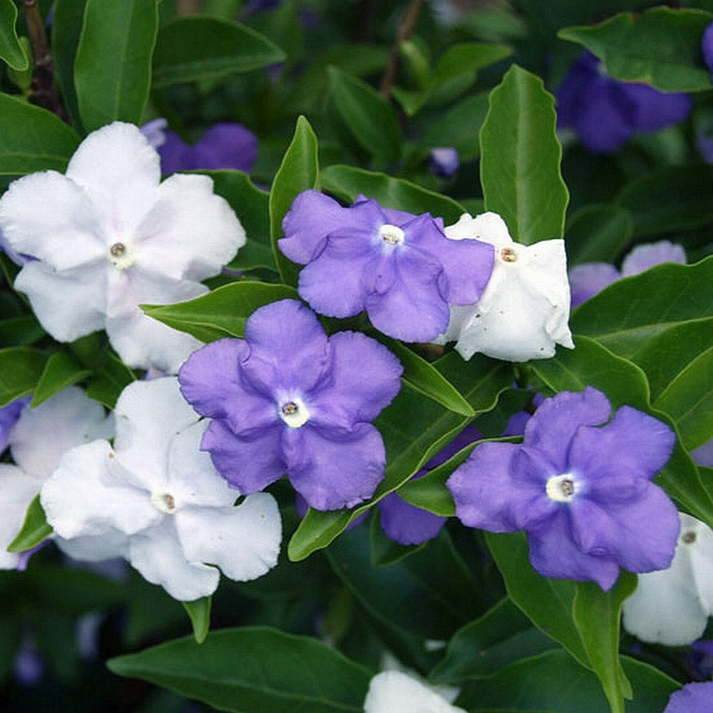 Yesterday, Today, and Tomorrow Compact Variegata (Brunfelsia latifolia)