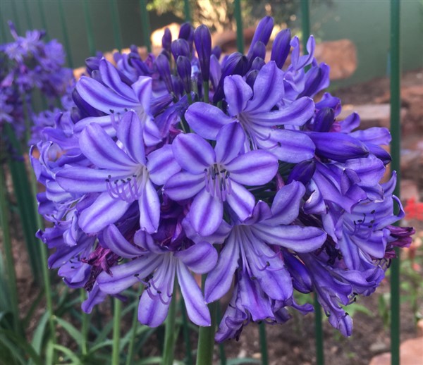 Agapanthus hybrid Buccaneer™
