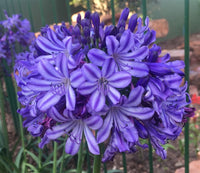 Agapanthus hybrid Buccaneer™