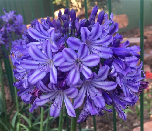Agapanthus hybrid Buccaneer™ - Ladybird Nursery