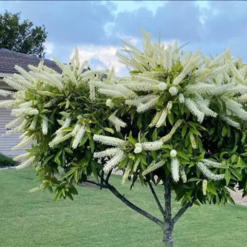 Ivory Curl Flower Tree 200mm pot (Buckinghamia celsissima)