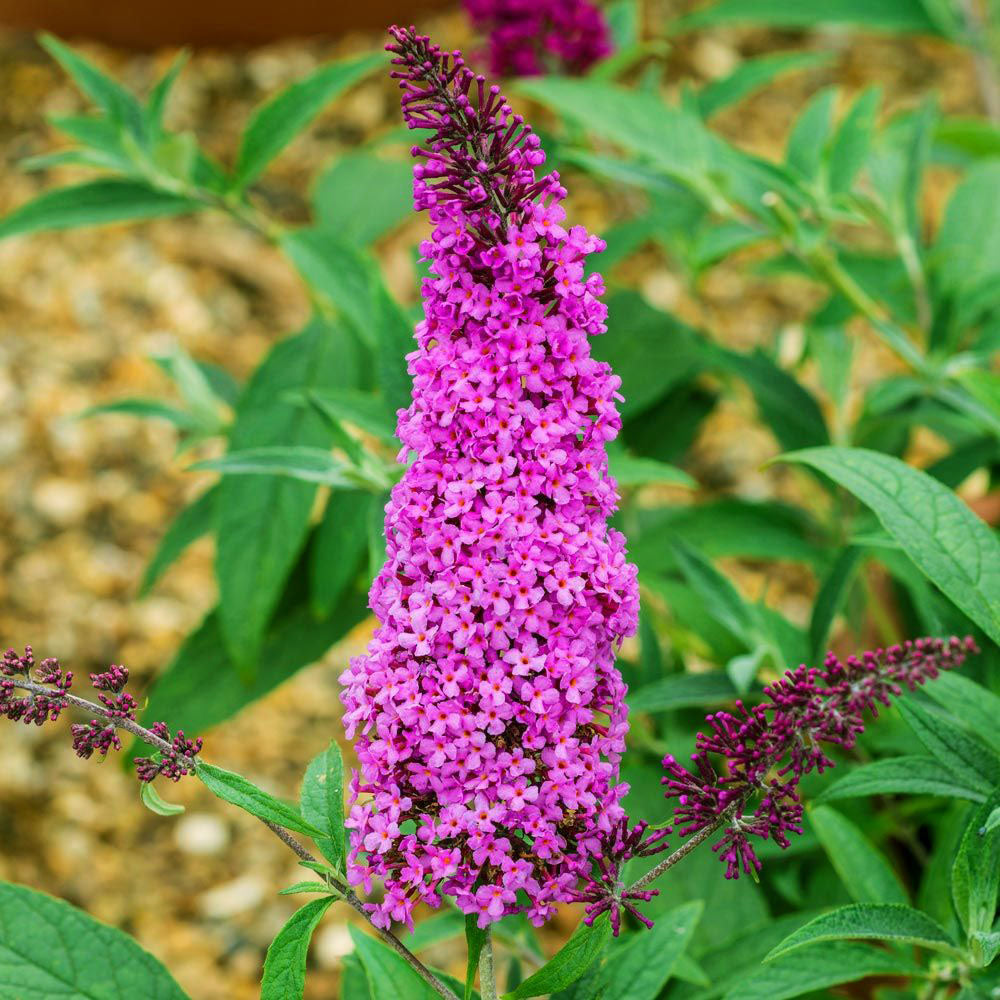 Butterfly Bush Mauve (Buddleja spp.)