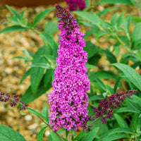 Butterfly Bush Mauve (Buddleja spp.) - Ladybird Nursery