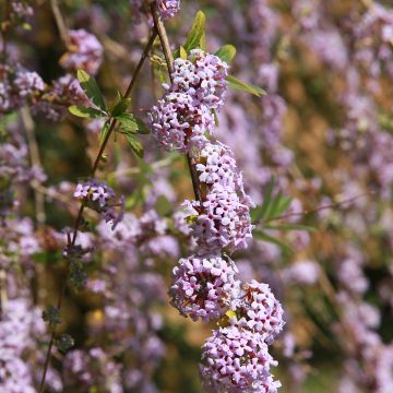 Butterfly Bush High Five (Buddleja davidii) - Ladybird Nursery