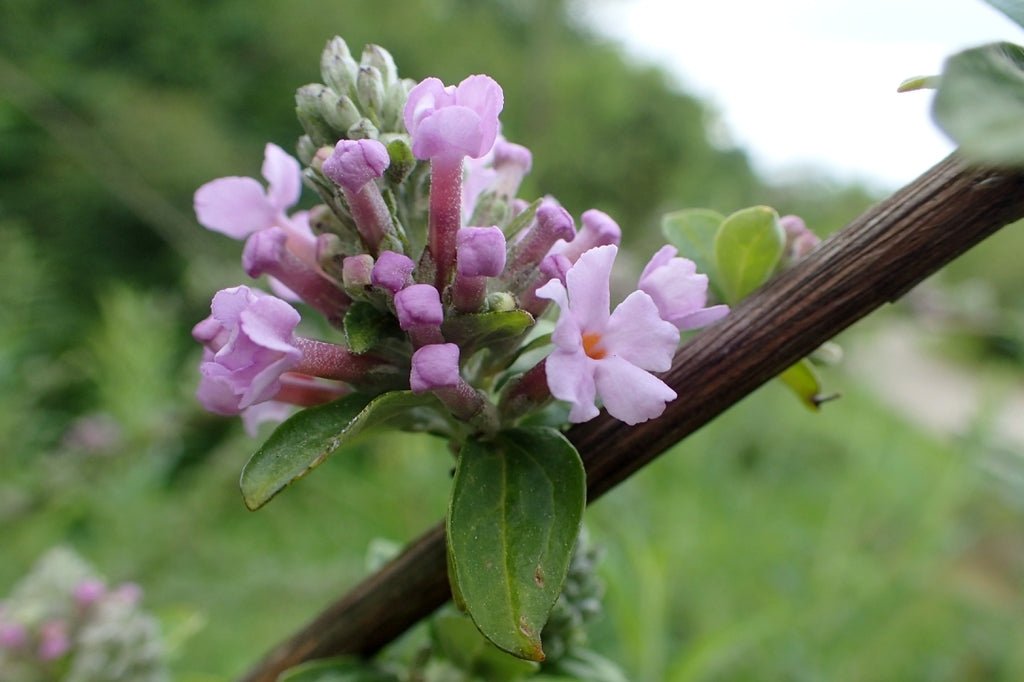 Butterfly Bush (Buddleja alternifolia) - Ladybird Nursery