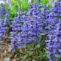 Chocolate Chip Bugle (Ajuga reptans)