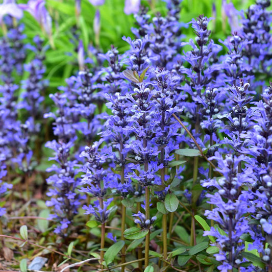 Chocolate Chip Bugle (Ajuga reptans)