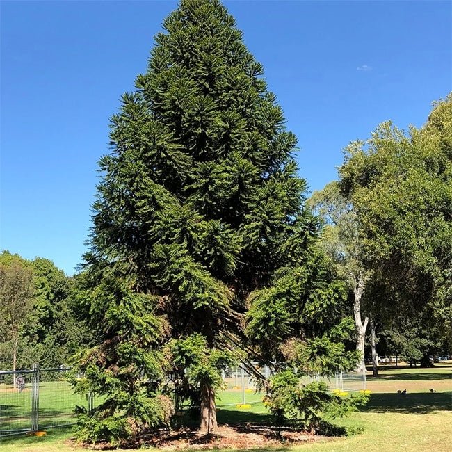 Bunya Nut Pine (Araucaria bidwillii) - Ladybird Nursery