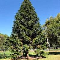 Bunya Nut Pine (Araucaria bidwillii)